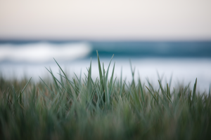 jonc-de-mer-premier-plan-ocean-flou