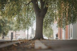 micocoulier-urbain-racines-trottoir-feuilles